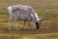 20150702 Svalbard 17-46-34 23