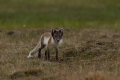 20150702 Svalbard 19-19-09 52