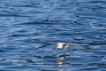20150705 Svalbard 16-08-45 33