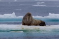 20150706 Svalbard 22-58-53 24