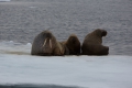 20150707 Svalbard 00-01-25 08