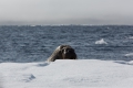 20150707 Svalbard 13-13-34 47