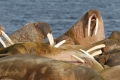 20150708 Svalbard 22-40-48 112