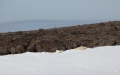 20150709 Svalbard 16-10-48 33