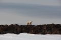 20150709 Svalbard 21-10-38 44