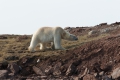 20150711 Svalbard 11-28-30 11