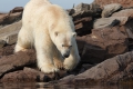 20150711 Svalbard 12-19-29 53
