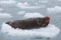 20150712 Svalbard 21-36-41 62