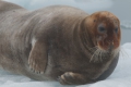 20150712 Svalbard 21-48-33 66