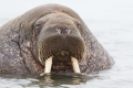 20150713 Svalbard 05-48-13 15