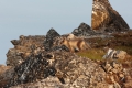 20150714 Svalbard 01-08-07 28
