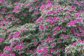 20160205 Cornwall 12-40-43 007