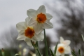 20160205 Cornwall 14-02-25 022