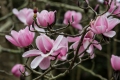 20160205 Cornwall 14-31-38 028