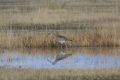 2009-02-03 012 LAGUNA DE GALLOCANTA