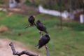 2009-04-14 001 EXTREMADURA