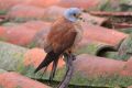 2009-04-14 013 EXTREMADURA