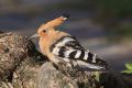 2009-04-15 005 EXTREMADURA