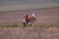 2009-04-18 001 EXTREMADURA