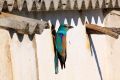 2009-04-20 035 EXTREMADURA