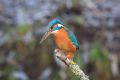2010-02-21 05 EISVOGEL