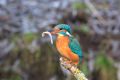 2010-02-21 08 EISVOGEL