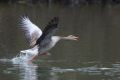 2010-04-18 06 VÖGEL AM STAUSEE