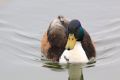 2010-04-18 33 VÖGEL AM STAUSEE