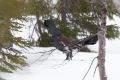 20120503 NORWEGEN 11-38-32