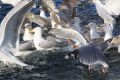 20120505 NORWEGEN 18-47-49