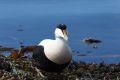 20120509 NORWEGEN 10-56-40 02
