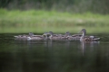 20140714-Schottland-19-08-36-038