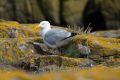 20140717 SCHOTTLAND 11-25-51 017