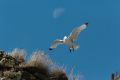 20140718 SCHOTTLAND 09-31-36 009