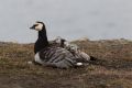 20150702 SVALBARD 06-41-19 05