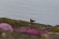 20150702 SVALBARD 07-43-32 18