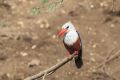20170204 CABO VERDE 13-15-24 018