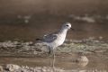 20170205 CABO VERDE 16-50-35 024