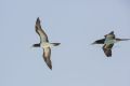 20170206 CABO VERDE BOAVISTA 16-07-45 028