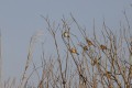 20240507-Donaudelta-06-30-07-012