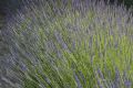20210627-Provence-19-10-31-028