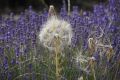 20210628-Provence-09-33-26-013