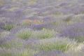 20210628-Provence-10-05-34-023