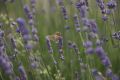 20210628-Provence-10-18-28-033