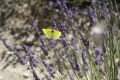 20210629-Provence-11-36-17-042