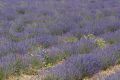20210630-Provence-09-43-21-007