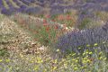 20210630-Provence-09-48-17-012