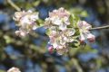 APFELBLÜTE