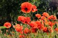 MOHN