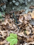 20241110 FEUERSALAMANDER 14-10-52 001